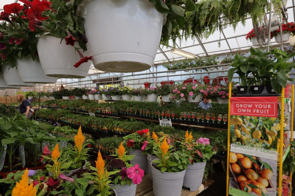 Perennials, bedding plants and more